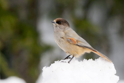 Taigagaai / Siberian Jay