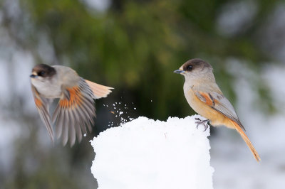 Taigagaai / Siberian Jay