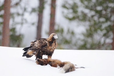 Steenarend / Golden Eagle