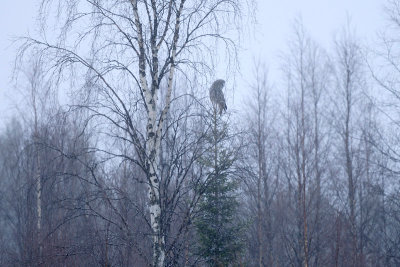 Laplanduil