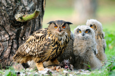 Oehoe / Eagle Owl