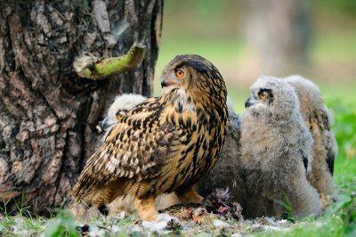 Oehoe / Eagle Owl