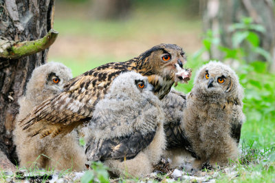 Oehoe / Eagle Owl