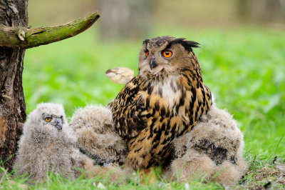 Oehoe / Eagle Owl