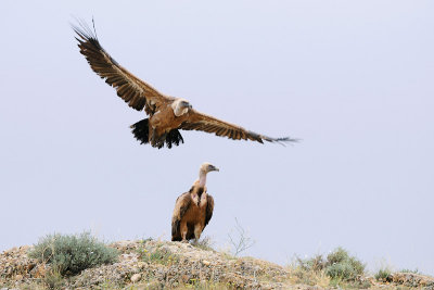 Vale gier / Griffon Vulture
