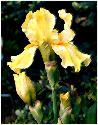 Yellow Iris #3