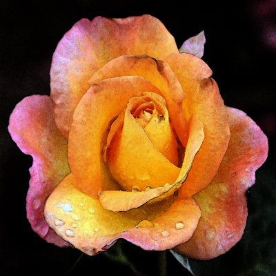 Rose Closeup #5