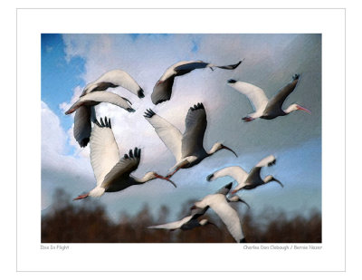 White Ibis In Flight