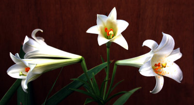 Four Lily Blooms