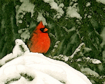 Cardinal In My Tree