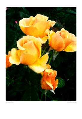 Roses In Washington #5.jpg
