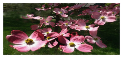 Pink Dogwood Blooms #3