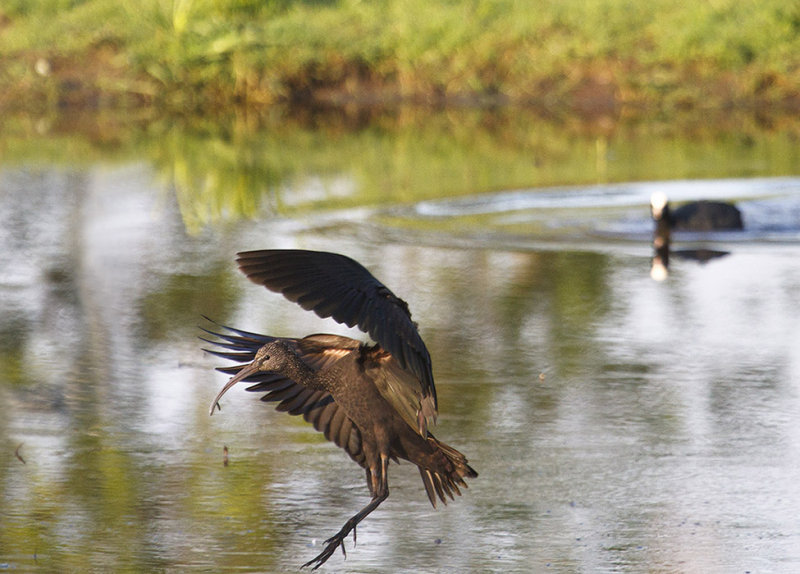 Zwarte ibis3.jpg