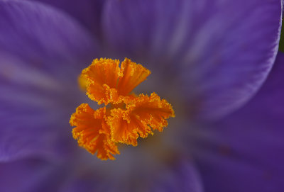 Boerencrocus