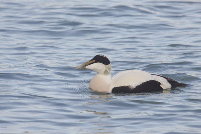 Eider