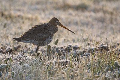 Grutto