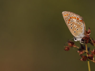 icarusblauwtje