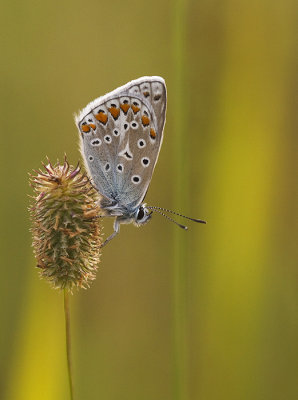 Icarus blauwtje