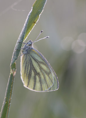Klein geaderdwitje