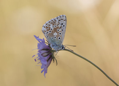 Bleekblauwtje2.jpg