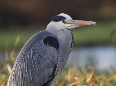 Blauwe reiger7.jpg