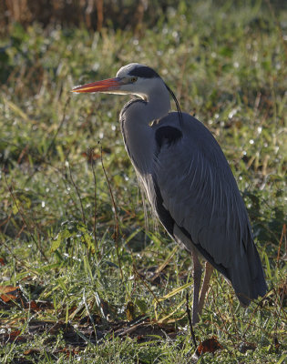 Vogelfoto's