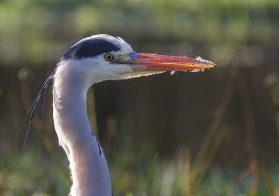 Blauwe reiger12a.jpg