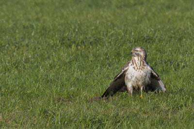 Buizerd8.jpg