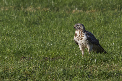 Buizerd9.jpg