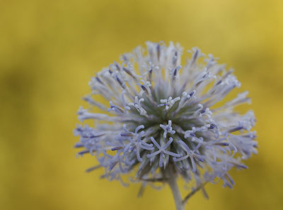 Distel3.jpg