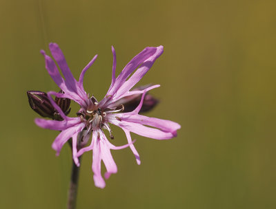 Echte koekoeksbloem.jpg