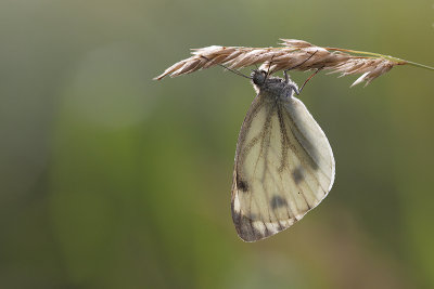 Geaderd witje.jpg