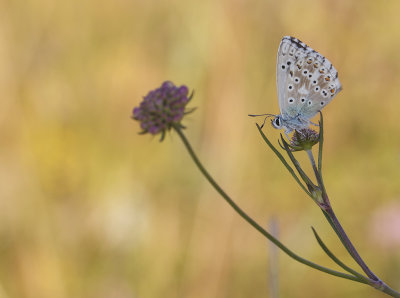 Bleekblauwtje2.jpg