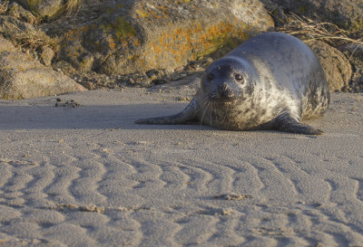 Grijze zeehond.jpg