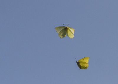 Citroenvlinder.jpg