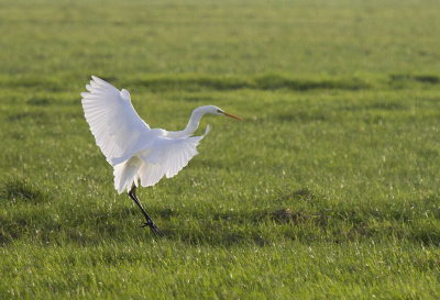 Grote zilverreiger3.jpg