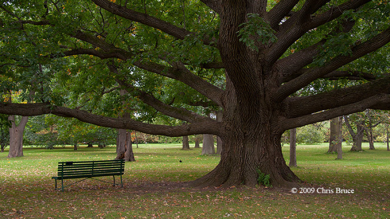 Arboretum