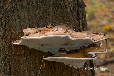 Unknown Bracket Fungi Species