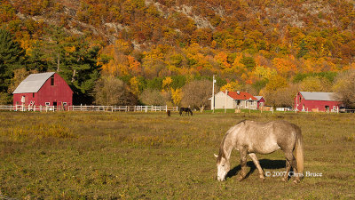 Horse Farm at Luskville Falls