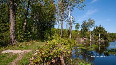 Wetland on Trail 3