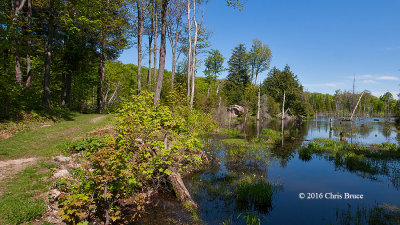 Wetland on Trail 3