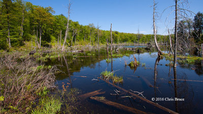 Wetland on Trail 3