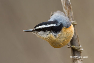Red-breasted Nuthatch (male)