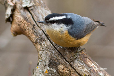 Red-breasted Nuthatch (male)
