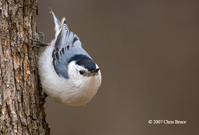 White-breasted Nuthatch (male)