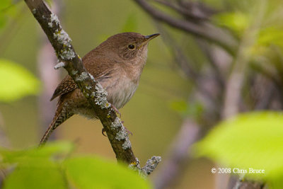 House Wren