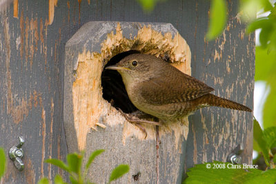 House Wren at Nest Box