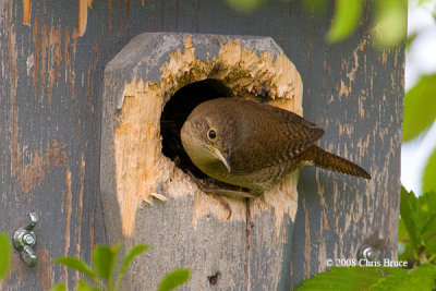 House Wren at Nest Box