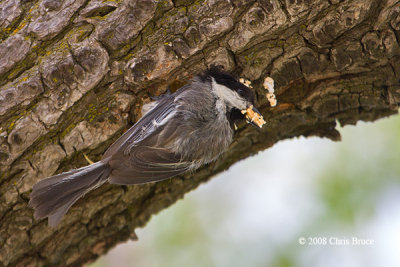 Black-capped Chickadee excavating a nest cavity