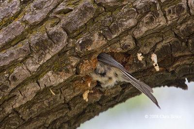 Black-capped Chickadee excavating a nest cavity